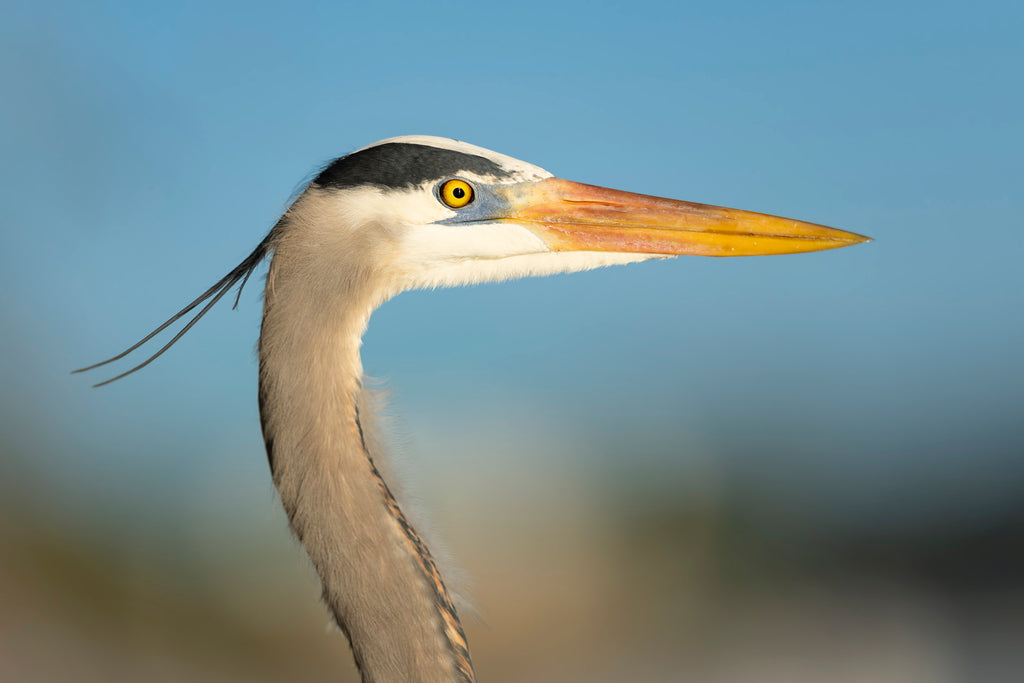 Video: Exploring Destin's Beaches and a Great Blue Heron Rookery