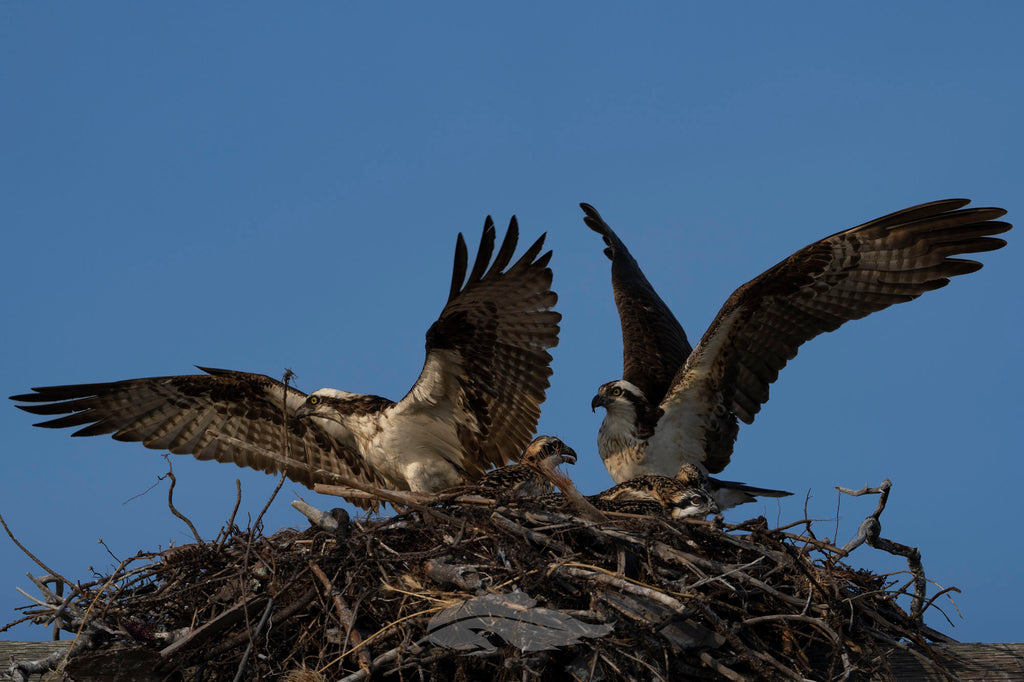 Watching an Osprey Pair Year After Year